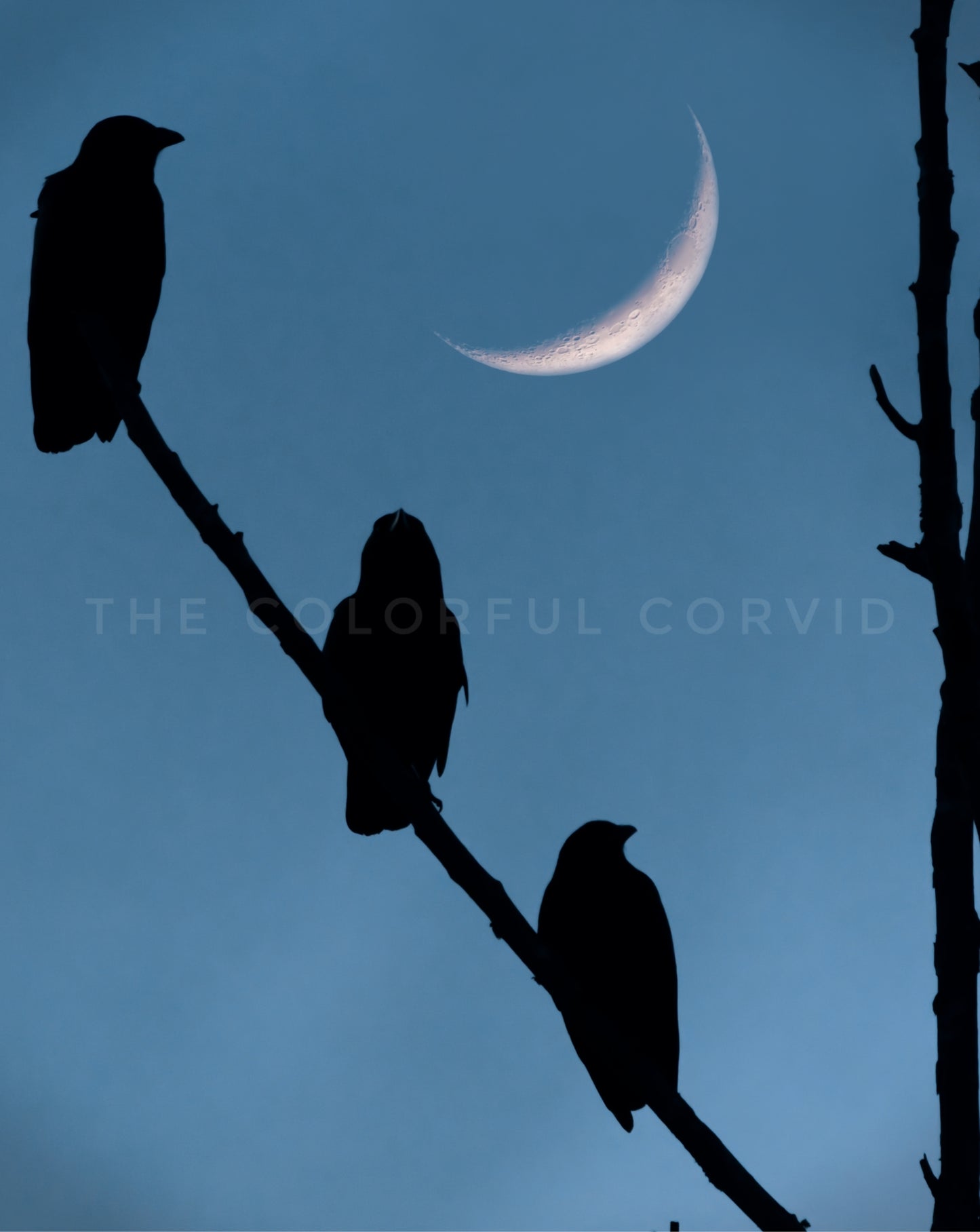 3 Crows