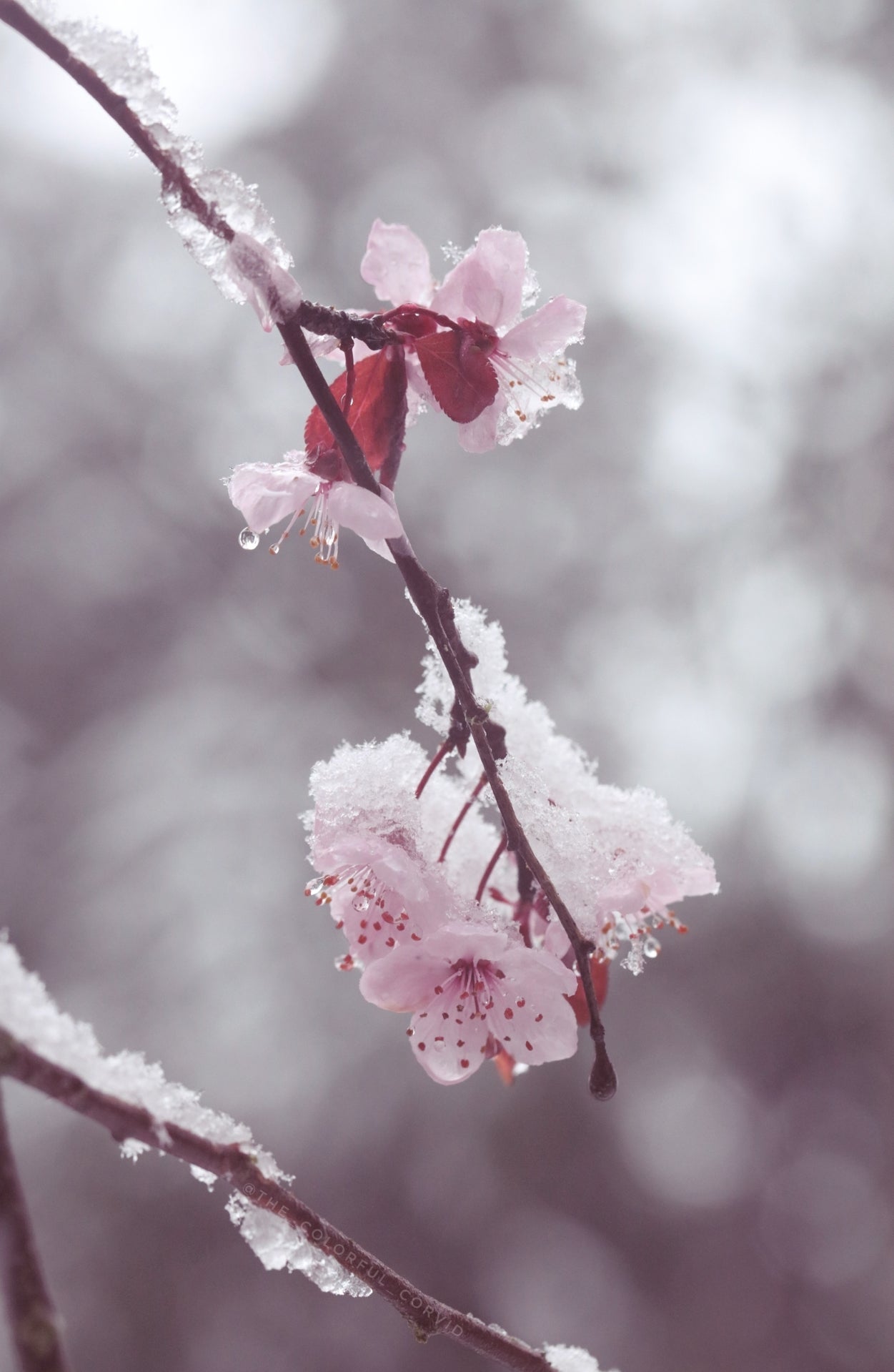 Plum blossom giclee art print