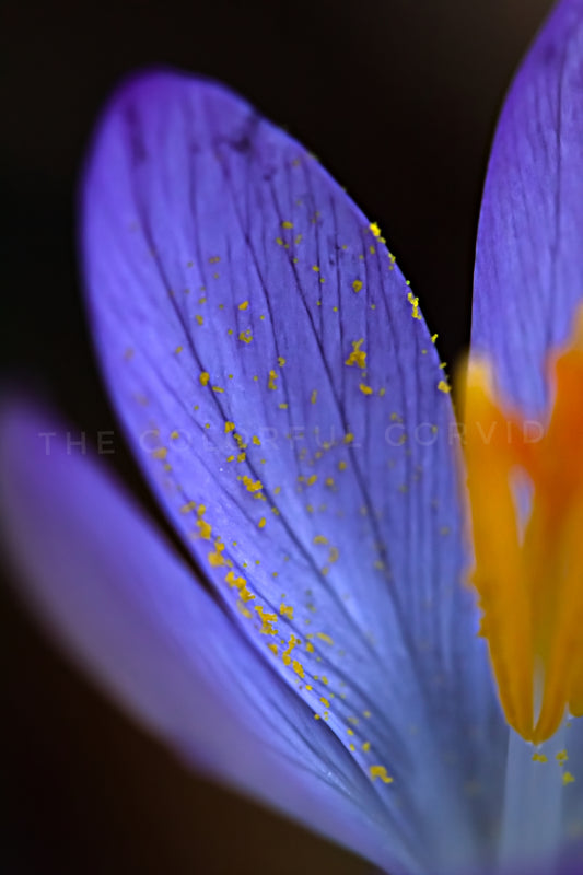 Crocus