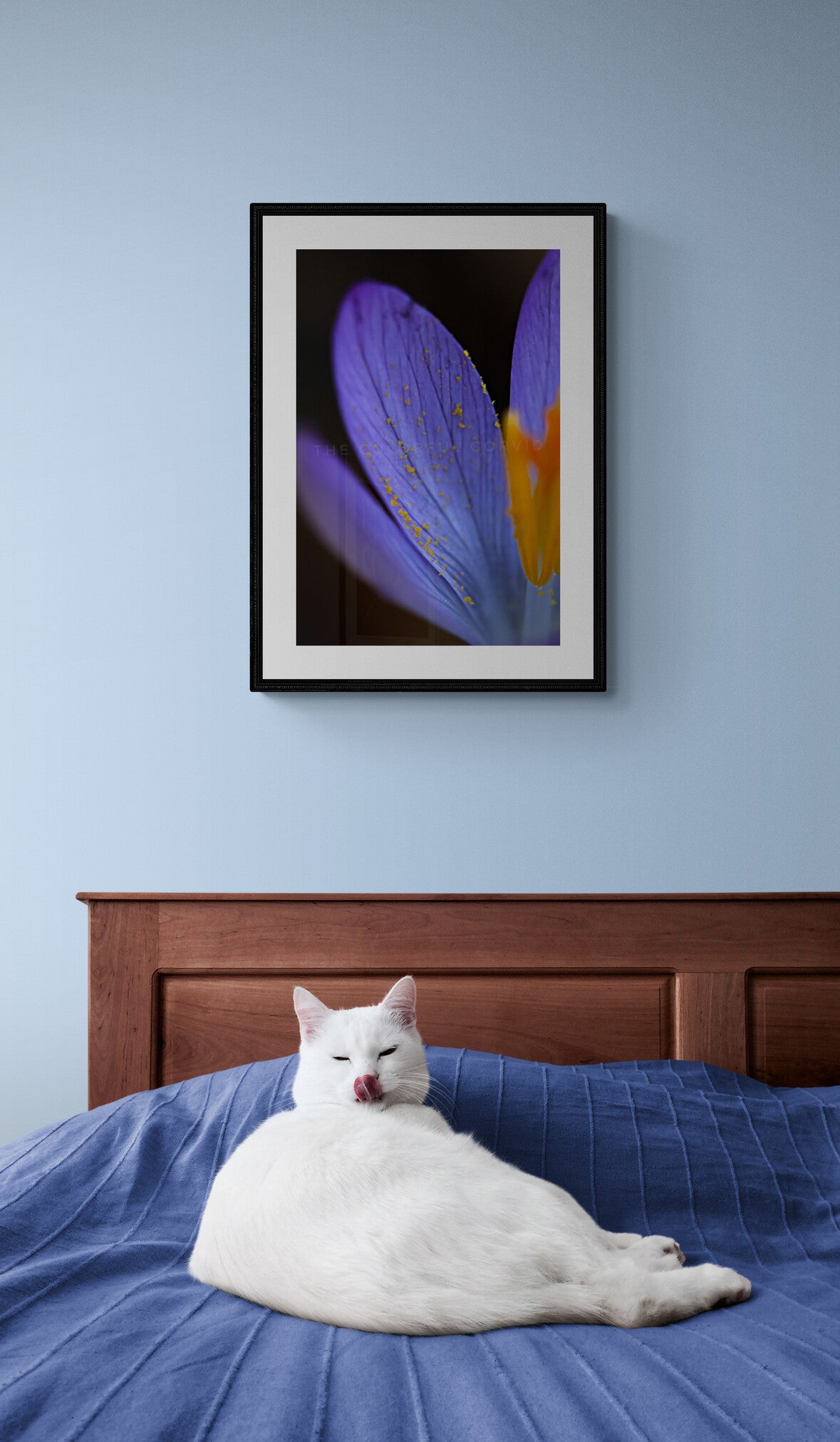 Crocus giclee art print