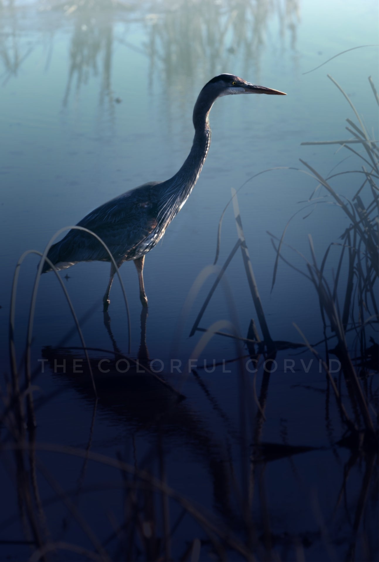 Great Blue Heron giclee art print