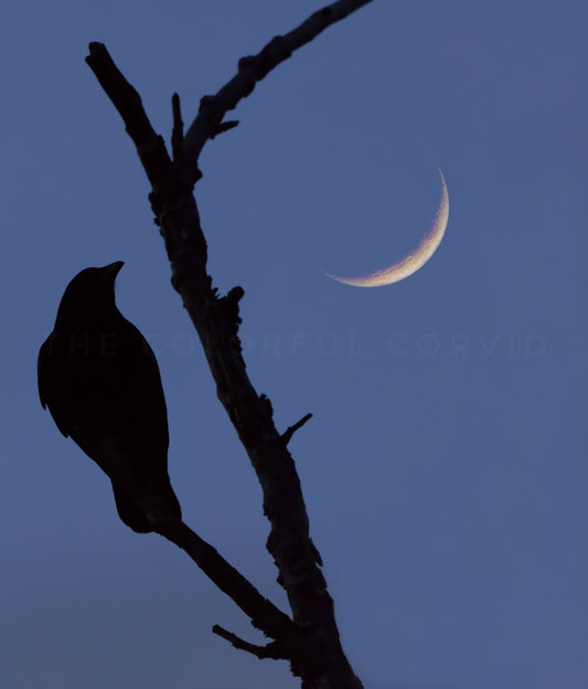 Crow and crescent