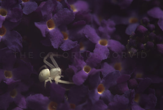 Crab spider giclee art print