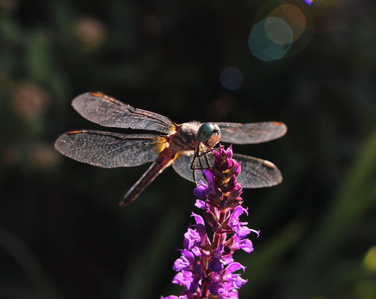 Dragonfly art print